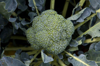 Broccoli_1199_CA_0011