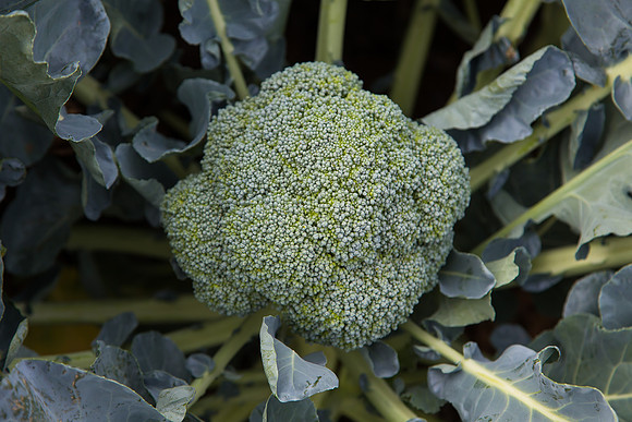 Broccoli_1199_CA_0011