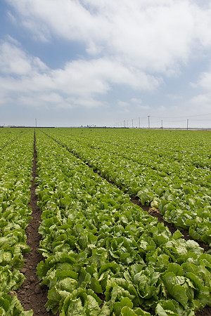 Lettuce_9238_CA_0136