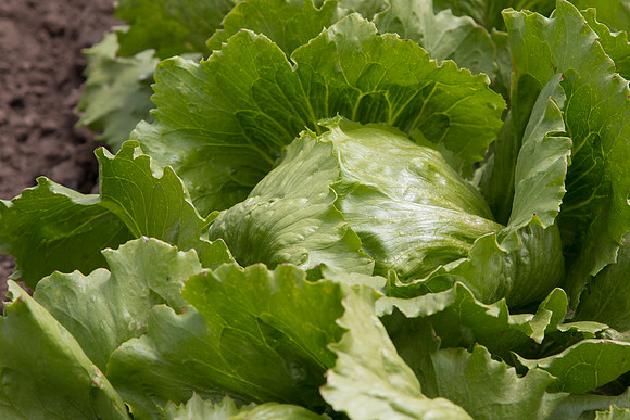 Lettuce_9238_CA_0198