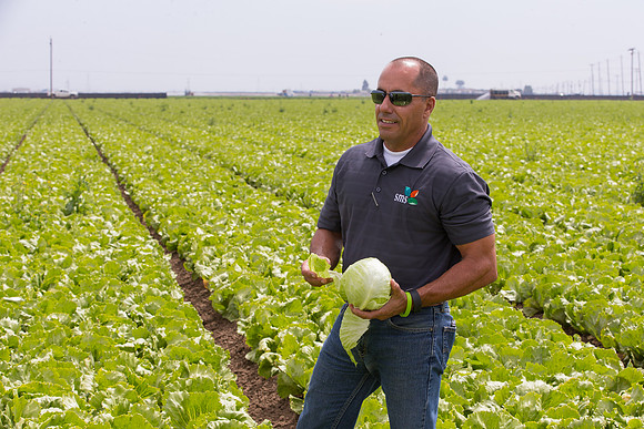 Lettuce_9238_CA_0090
