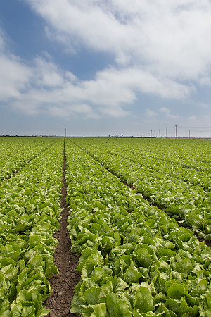 Lettuce_9238_CA_0132