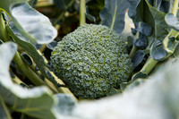 Broccoli_1199_CA_0008