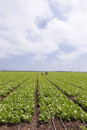 Lettuce_9238_CA_0158