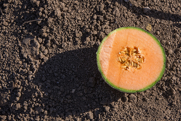 Melon_Banzai_CA_0053