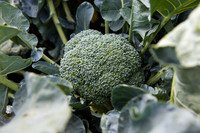 Broccoli_1199_CA_0013