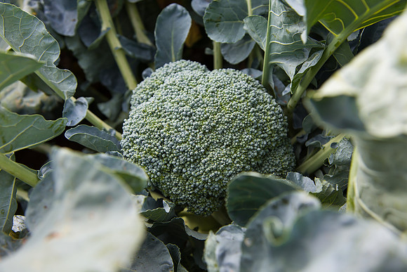 Broccoli_1199_CA_0013