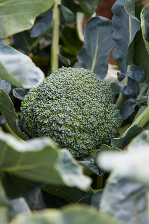 Broccoli_1199_CA_0006