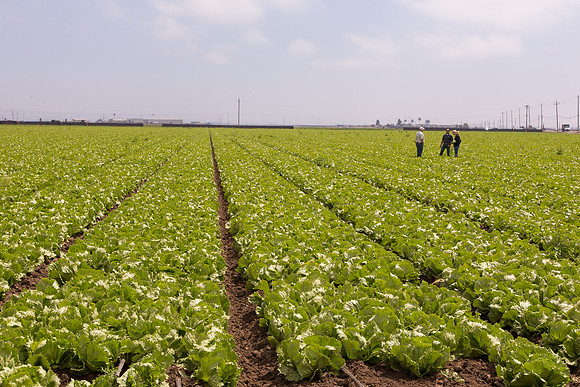Lettuce_9238_CA_0167
