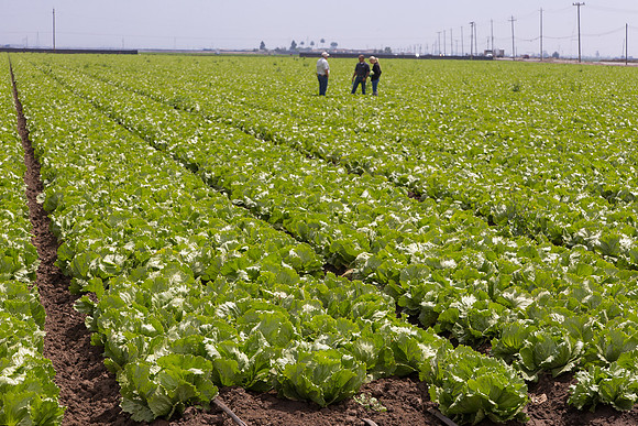 Lettuce_9238_CA_0163