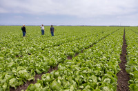 Lettuce_9238_CA_0009