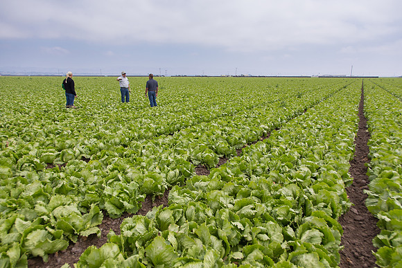 Lettuce_9238_CA_0009