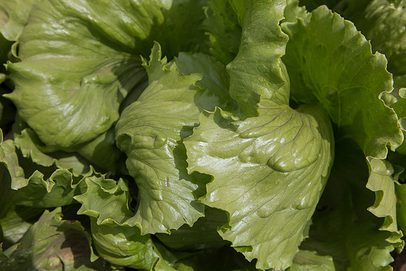 Lettuce_9238_CA_0188