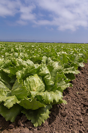 Lettuce_9238_CA_0182