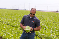 Lettuce_9238_CA_0071