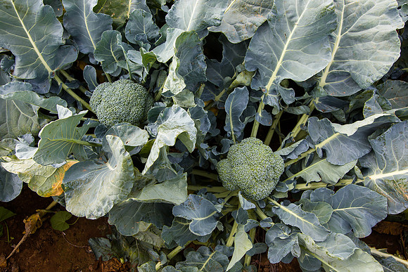 Broccoli_1199_CA_0009