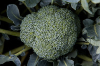 Broccoli_1199_CA_0022