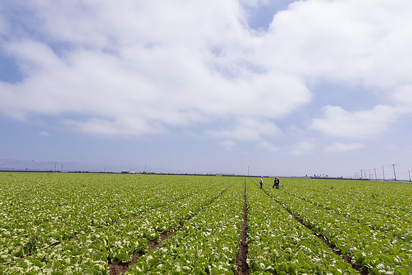 Lettuce_9238_CA_0153