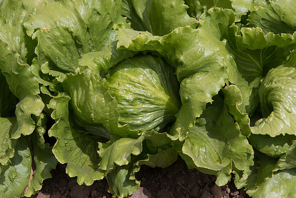 Lettuce_9238_CA_0118