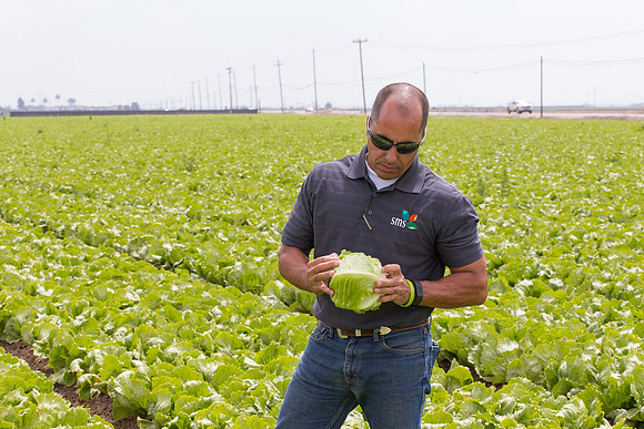 Lettuce_9238_CA_0074