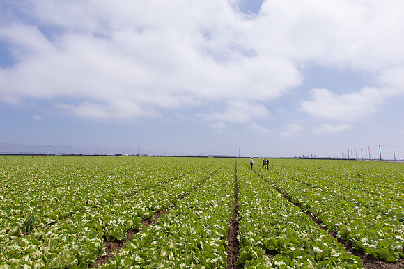 Lettuce_9238_CA_0156