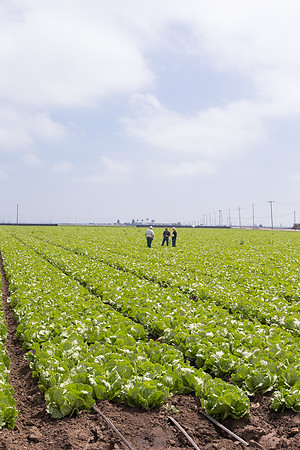 Lettuce_9238_CA_0159