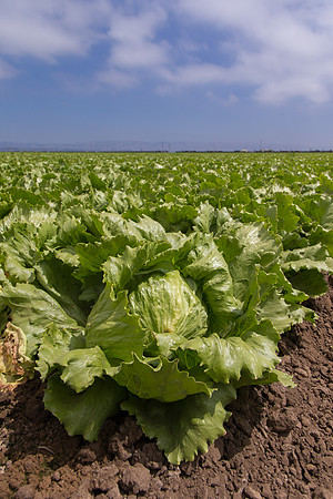 Lettuce_9238_CA_0179