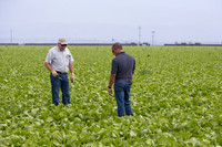 Lettuce_9238_CA_0006
