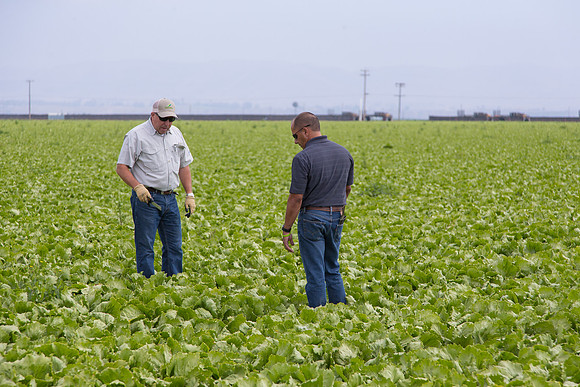 Lettuce_9238_CA_0006
