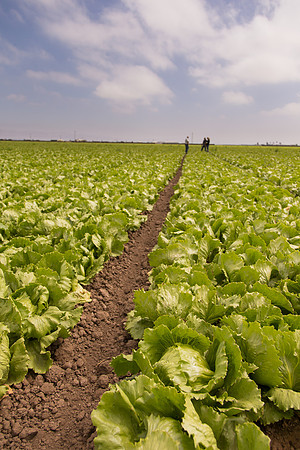 Lettuce_9238_CA_0203