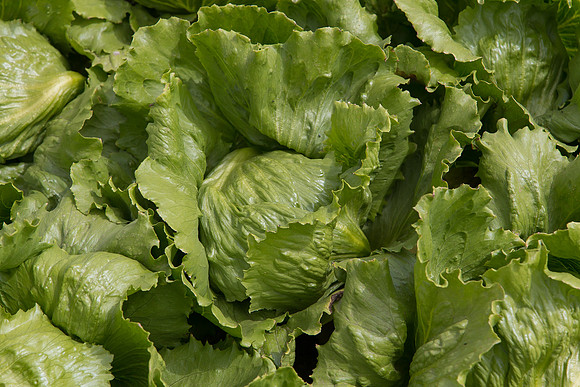 Lettuce_9238_CA_0126
