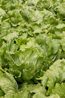 Lettuce_9238_CA_0038