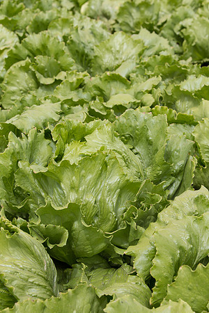 Lettuce_9238_CA_0038