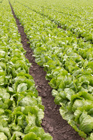 Lettuce_9238_CA_0024