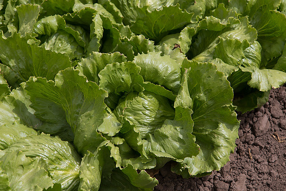 Lettuce_9238_CA_0123