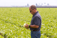 Lettuce_9238_CA_0059