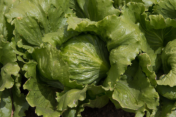 Lettuce_9238_CA_0116