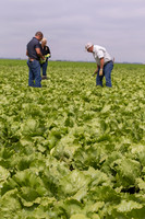 Lettuce_9238_CA_0041