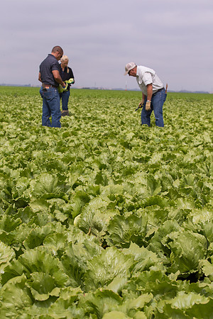 Lettuce_9238_CA_0041