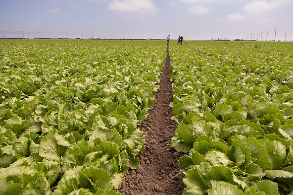 Lettuce_9238_CA_0212