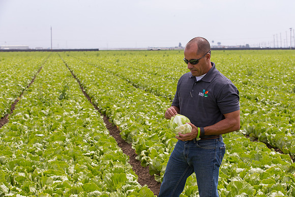 Lettuce_9238_CA_0107