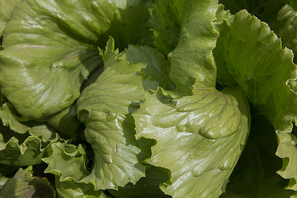 Lettuce_9238_CA_0186