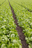 Lettuce_9238_CA_0021