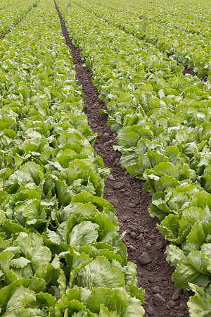 Lettuce_9238_CA_0021