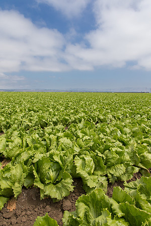 Lettuce_9238_CA_0142