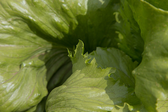 Lettuce_9238_CA_0184