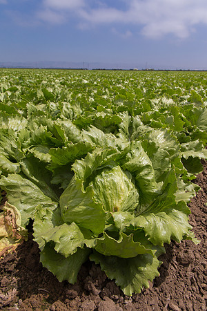 Lettuce_9238_CA_0177