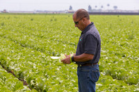 Lettuce_9238_CA_0061