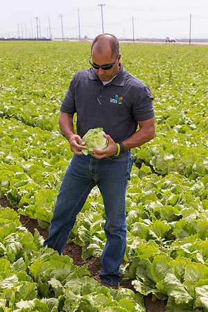 Lettuce_9238_CA_0079