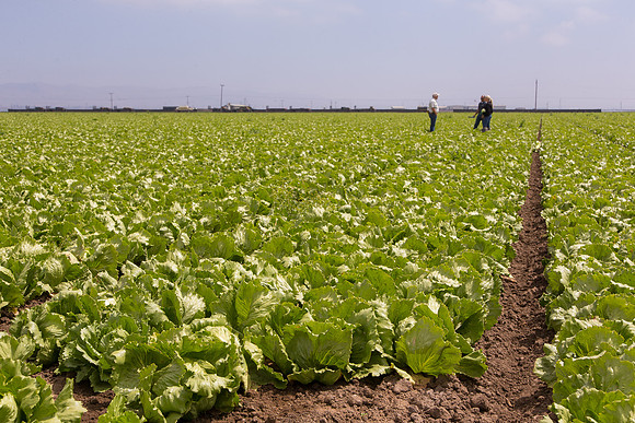 Lettuce_9238_CA_0169